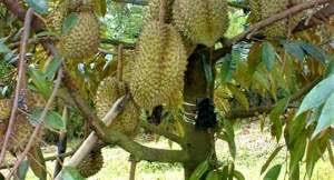 Bibit durian unggul, cara menanam durian musang king., harga bibit durian. Jual Tanah Perkebunan Durian Musang King Termurah Di Bandung
