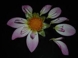 Stanford Dahlia Project Compositae Information Dahlia Planting Flowers Flower Tutorial