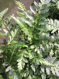 We did not find results for: East Indian Holly Fern Hardy Ferns