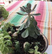 It is also known as magnesium sulphate. Help What S Wrong With My Succulent Hometalk
