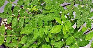 Image result for Burseraceae