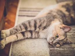 Katze Fur Allergiker Trotz Katzenallergie