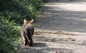 À supposer que les chats viennent dans votre propriété pour chasser, faîtes le nécessaire pour repousser également les rongeurs afin qu'ils ne deviennent pas une proie facile pour leurs prédateurs. Repulsif Chat Eloigner Efficacement Les Chats Applic 3d