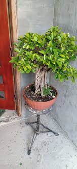 Balete Bonsai Bonsai Garden Bonsai Plants