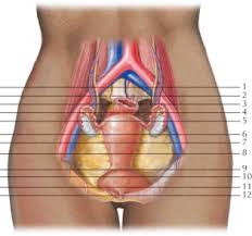 Pelvic floor muscles that are located wholly within the pelvis. Female Pelvis Radiology Key