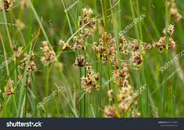 Image result for Cyperus obtusiflorus