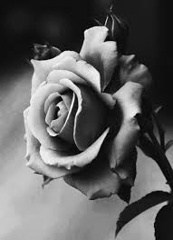 Black And White Rose Images Hd Crescentmoon B W Black And White Flowers Realistic Rose Tattoo Black And White Roses