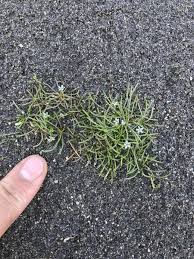 Image result for Limosella