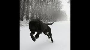 We also have many dogo argentino pictures & argentine dogo puppy pictures for you to see. Huge Black Dogo Youtube