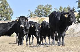Gama grises y negros, gama marrones y tostados. Cesion De Los Pastos De Tanine Para Impulsar La Vaca Serrana