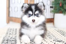 Check spelling or type a new query. Pomsky Puppies Near Me Novocom Top