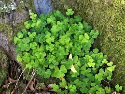 The leaves appear slightly hairy, and droop significantly after heavy rain/dew. Wood Sorrel Fairy Bells Wood Sour Cuckoo S Meat Oxalis Acetoslla
