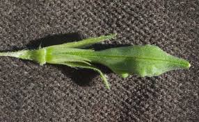 Image result for Asystasia mysorensis