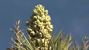 Maybe you would like to learn more about one of these? Historic Joshua Tree Bloom What S The Cause Youtube