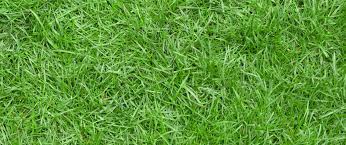 We did not find results for: All You Need To Know About Zoysia Grass