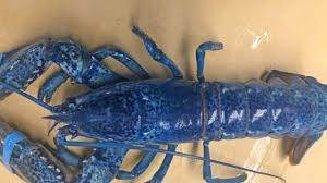 Un Rare Homard Bleu Echappe A La Casserole Et Finit Dans Un Aquarium Saint Malo Maville Com