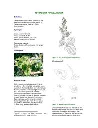 Image result for Tetradenia bainesii