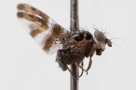 Image result for Dichilus