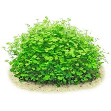Image result for Hydrocotyle