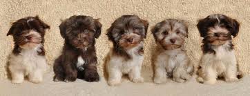 Puppies Havanese Pup Puppy Welpe Welpen Litter Puppies Havanese Havanese Puppies