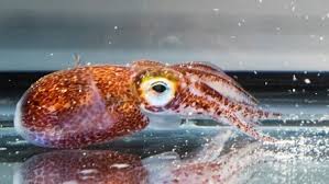 So the shark said, ok, as you're so sick, climb onto my back and i'll take you for a little ride. Clevere Tiere Upgraden Ihr Genom Puzzlestein In Der Evolution Der Tintenfische Entschlusselt Vet Magazin Com