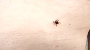 Image result for Trombicula autumnalis bites