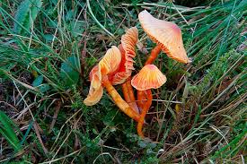 Image result for z p%u0159ednice jedovat 