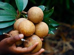 It's one of the best drought tolerant fruit trees, which can grow quite tall. Growing Sapodilla Fruit Care Of Sapodilla Trees