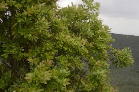 Image result for Agarista salicifolia