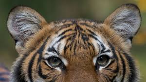 Big cat tales official site. 8 Big Cats Confirmed Tested Positive For Coronavirus At Ny Zoo Abc News
