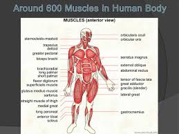 Thank you for visit anatomynote.com. The Muscular System A Muscle Is An Organ That Can Relax Contract And Provide The Force To Move Your Body Parts There Are More Than 600 Muscles Ppt Download