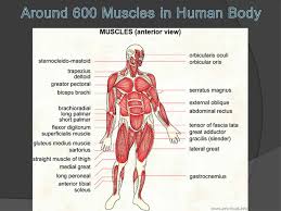 Influence of testosterone in the body. The Muscular System A Muscle Is An Organ That Can Relax Contract And Provide The Force To Move Your Body Parts There Are More Than 600 Muscles Ppt Download