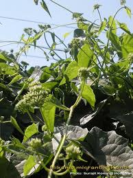 Image result for Mikania cordata