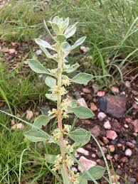 Image result for Aizoon virgatum