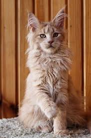 Read these facts right now. Pin On Cats Pisici