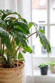 California golden bears 17, wyoming cowboys 15. 110 Plants Ideas Plants Planting Flowers House Plants