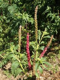 Image result for Phytolacca