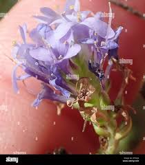 Image result for Selago cecilae