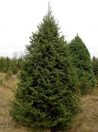 Brian, one thing i noticed with that warehouse dougfir (which we used for window lintels and our mantlepiece over the fireplace) is that the latewood kept popping up out of the surface when i was planing it. Real Christmas Trees Which One Is Right For You Christmas Trees