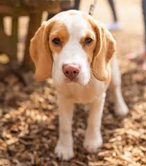 Check spelling or type a new query. Lemon Beagle Dog Breed Information Pictures Facts All Things Dogs All Things Dogs