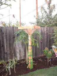 Dragon Fruit Trellis Dragon Fruit Plant Dragon Fruit Garden Fruit Garden