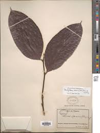 Image result for Dactyladenia