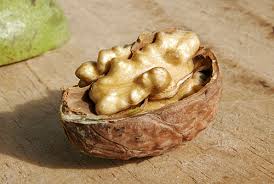 Image result for Juglandaceae