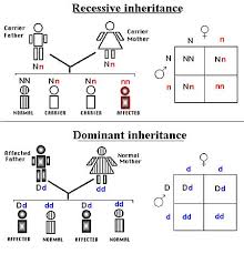 Recessive And Dominant Gene