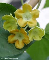 Image result for Telosma