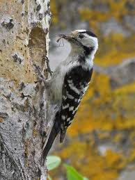 We did not find results for: British Woodpecker Photo Id Guide Birdguides