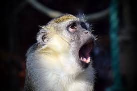 Get into a comfortable position. What To Do If You Can T Stop Yawning Sleep Matters Club