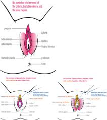 Female human private part diagram. Diagnosis Management And Treatment Of Female Genital Mutilation Or Cutting In Girls American Academy Of Pediatrics