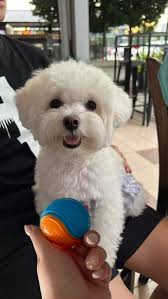 Active dog loves ruby ball toy