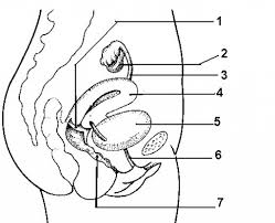 The diagram is as follows: Image Of Female Reproductive System Diagram Koibana Info